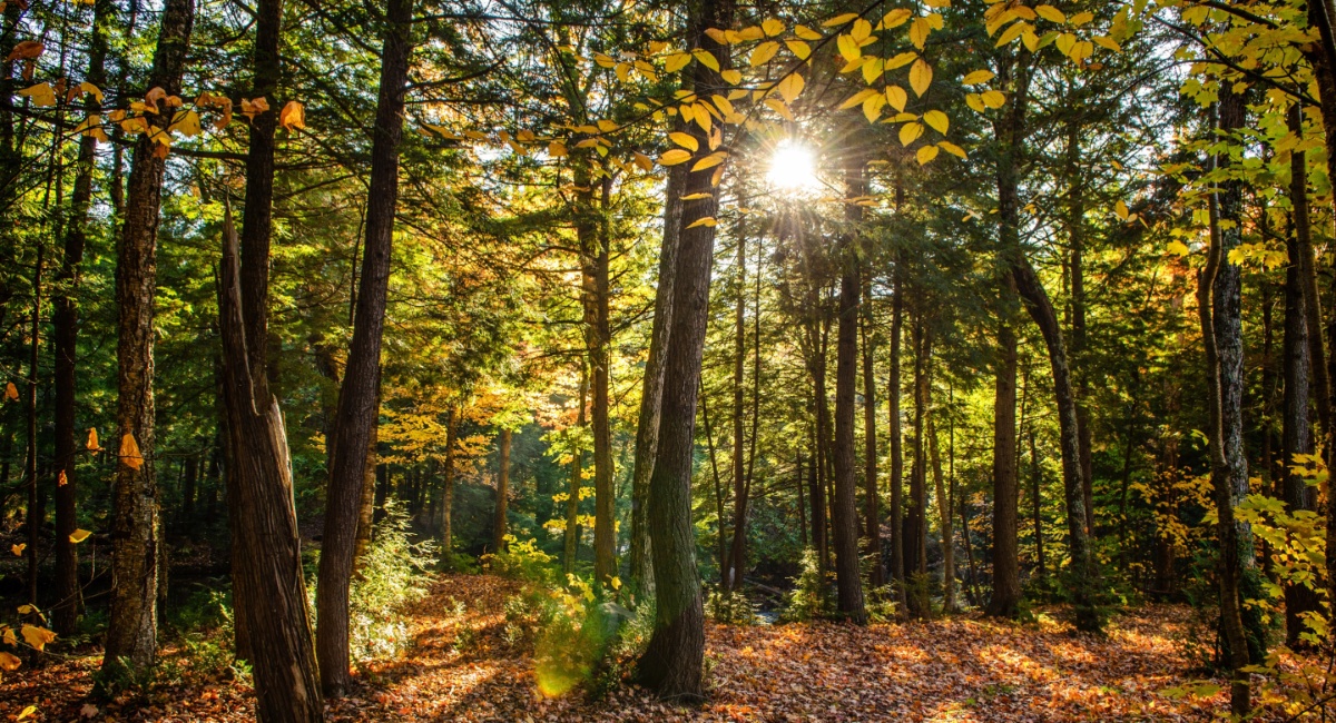 Παγκόσμια Ημέρα Δασών – 21 Μαρτίου