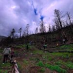 Κορινθία: Δενδροφύτευση στο καμένο δάσος της Καστανιάς – Νέα ζωή με 2.000 δέντρα