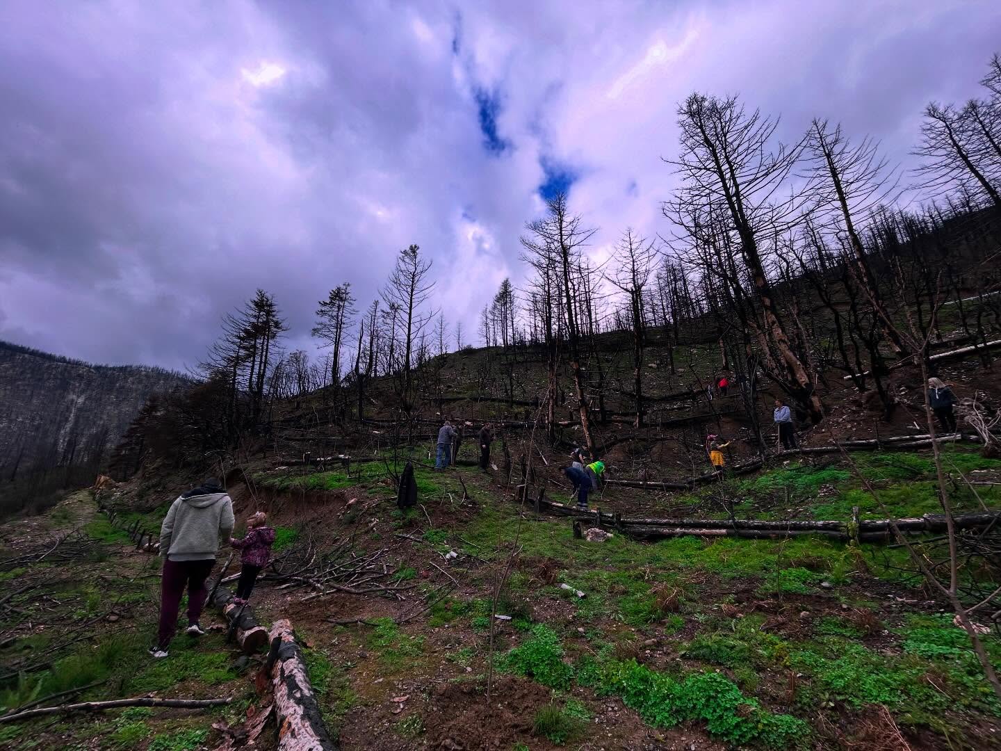 Κορινθία: Δενδροφύτευση στο καμένο δάσος της Καστανιάς – Νέα ζωή με 2.000 δέντρα