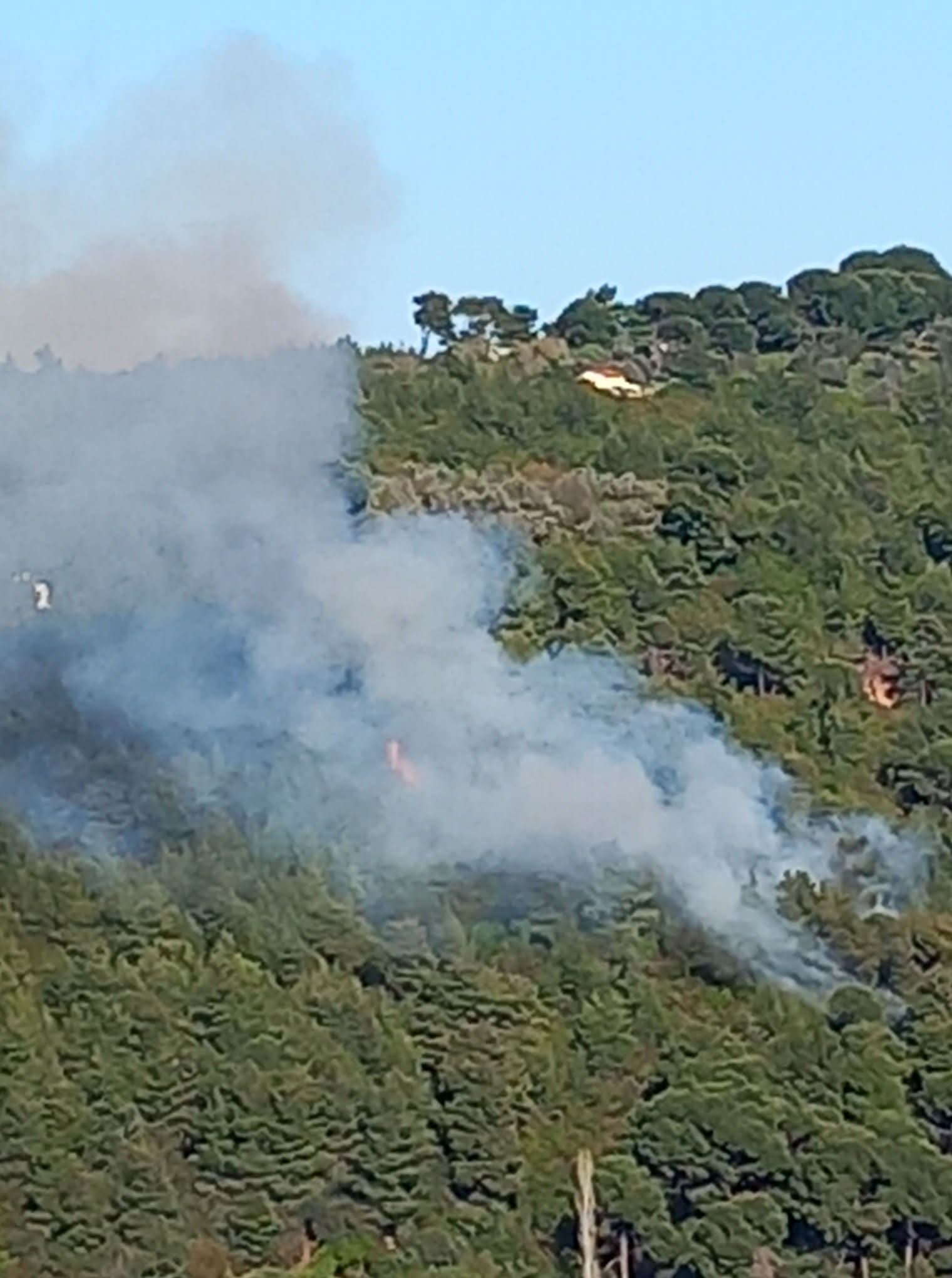 Πυρκαγιά σε δασική έκταση στον Πλατανιά Σκιάθου