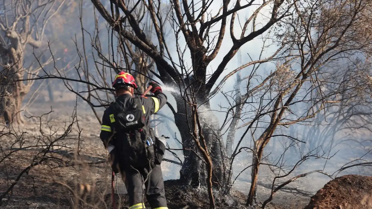 Σε ύφεση η πυρκαγιά σε δασική έκταση στο Νεοχώρι Μαγνησίας