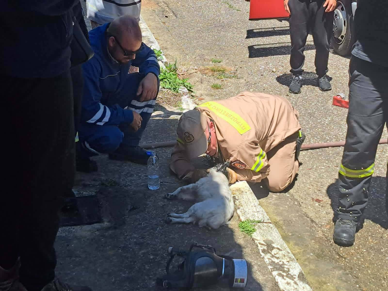Συγκλονιστική διάσωση γυναίκας και σκύλου από πυροσβέστες της Π.Υ. Κρεστένων στη Ζαχάρω Ηλείας