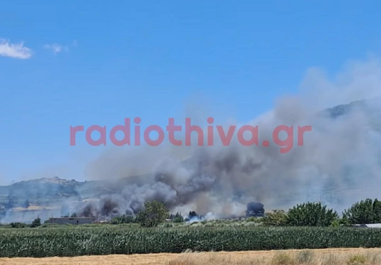 Πυρκαγιά σε χαμηλή βλάστηση στην Πέτρα Βοιωτίας