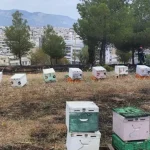 Άλσος Βεΐκου: Από μελίσσια που βρίσκονταν στο σημείο ξεκίνησε η πυρκαγιά
