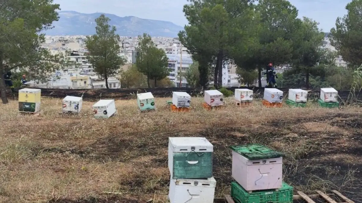Άλσος Βεΐκου: Από μελίσσια που βρίσκονταν στο σημείο ξεκίνησε η πυρκαγιά
