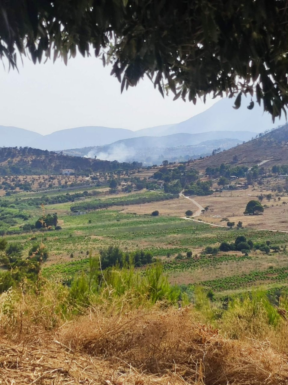 Πυρκαγιά σε χαμηλή βλάστηση στην περιοχή Ήμερο Πεύκο στα Σπάτα Αττικής Πυρκαγιά σε χαμηλή βλάστηση στην περιοχή Ήμερο Πεύκο στα Σπάτα Αττικής