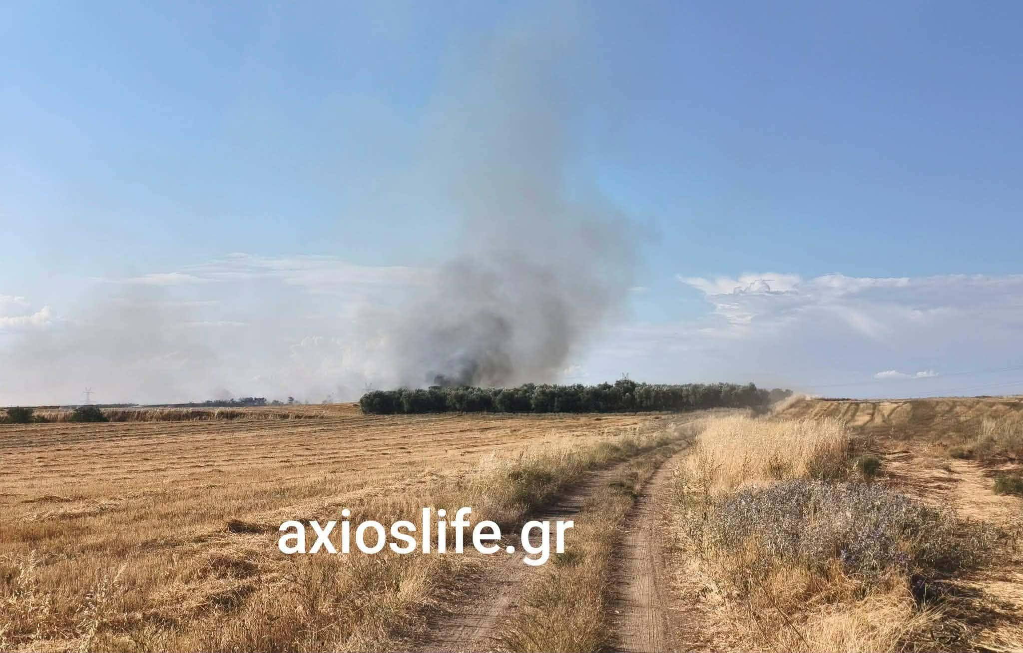 Πυρκαγιά σε χαμηλή βλάστηση στον Βαθύλακκο Θεσσαλονίκης Πυρκαγιά σε χαμηλή βλάστηση στον Βαθύλακκο Θεσσαλονίκης