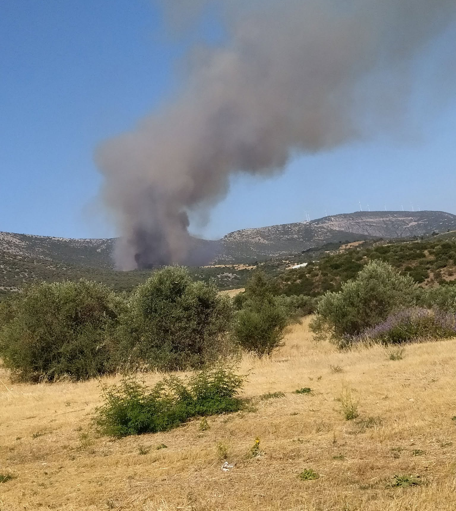 Πυρκαγιά σε δασική έκταση στην περιοχή Αγία Ελένη Τροιζηνίας