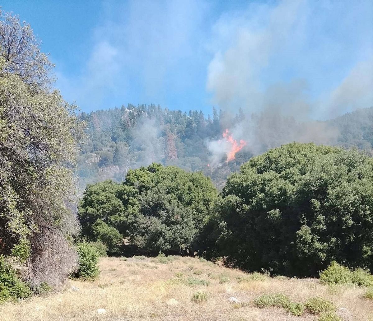 Πυρκαγιά σε δασική έκταση στο Καταφύλλι Καρδίτσας Πυρκαγιά σε δασική έκταση στο Καταφύλλι Καρδίτσας